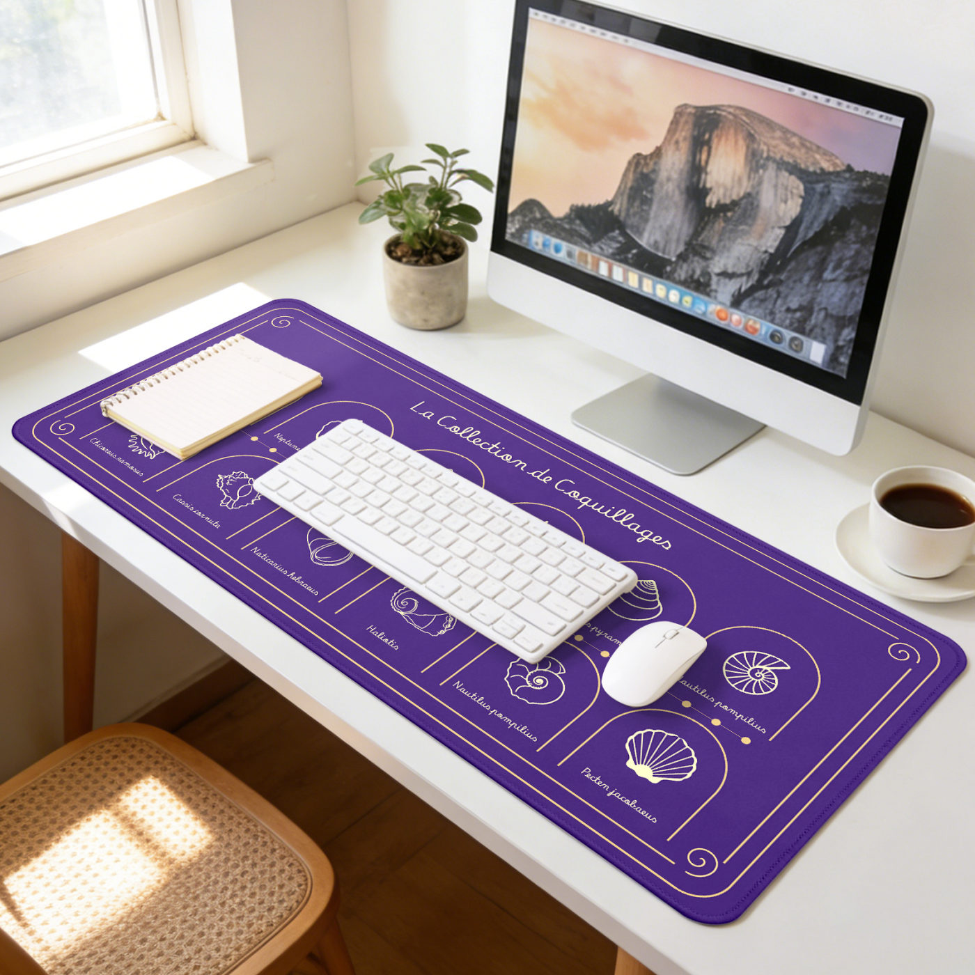 Purple seashell — office hours